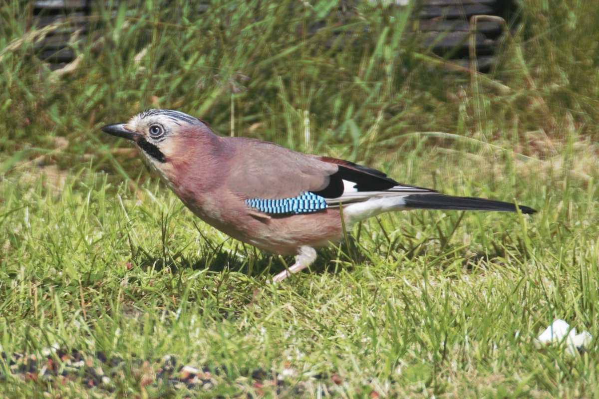 Jay 'natures tree planter' @NaturalEngland #RewildingBritain