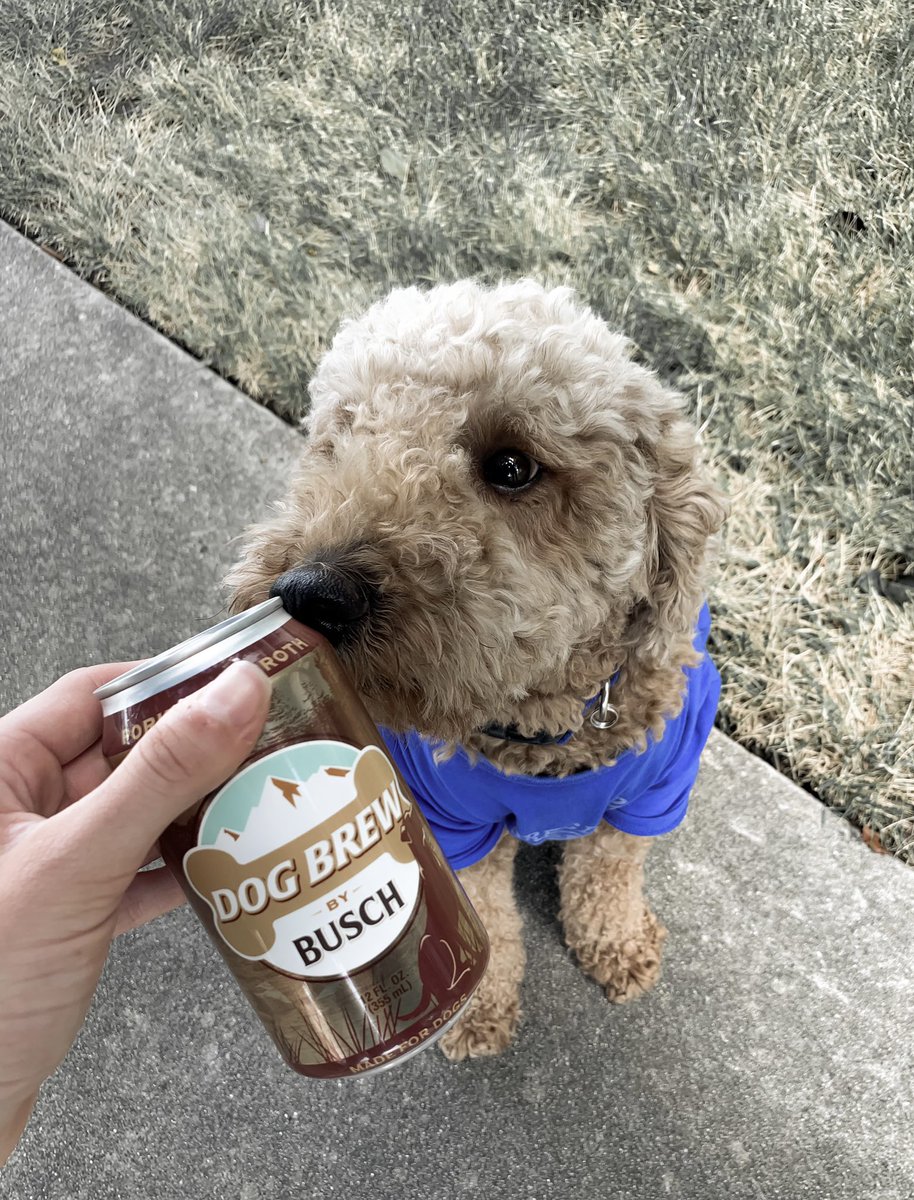 GatewayStanley's tweet photo. It’s Monday, why not crack a cold one at the office. I have my Busch Dog Brew always stocked in my office 🦴 #dogbrew @BuschBeer https://t.co/qlXrd5kZez