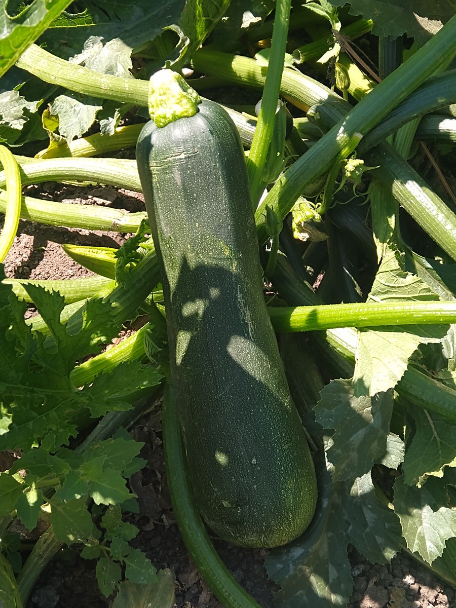 VidyaChs's tweet photo. Vidya’s Farm to Table class visited @underwoodfamilyfarms last week for a hands-on harvesting experience! For info on this and other summer enrichment courses, visit our website https://t.co/kFMTM1Owm0. #fieldtrip #farmtotable #harvesting #harvestingcrops #foodsystem #summercamp https://t.co/7ta9JIF1Tp