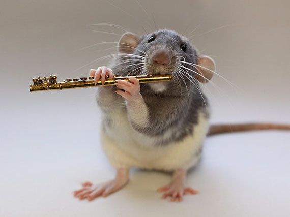 TheRatClan's tweet photo. New to the rat clan is the Melodic Rat. This puny rodent seems docile at first glance but is truly a menace to mice. The rodent's flute is used to conjure deceased rats from the grave to do his bidding. Mouse Militants are often ensnared by his sweet sounds and swiftly defeated. https://t.co/Xd0jCDi7YY