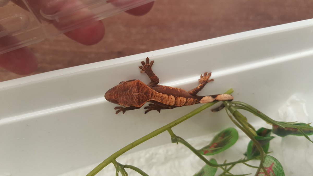 MarcusCactus2's tweet photo. Wee crestie coming to me soon... https://t.co/AUZPBcMsTB