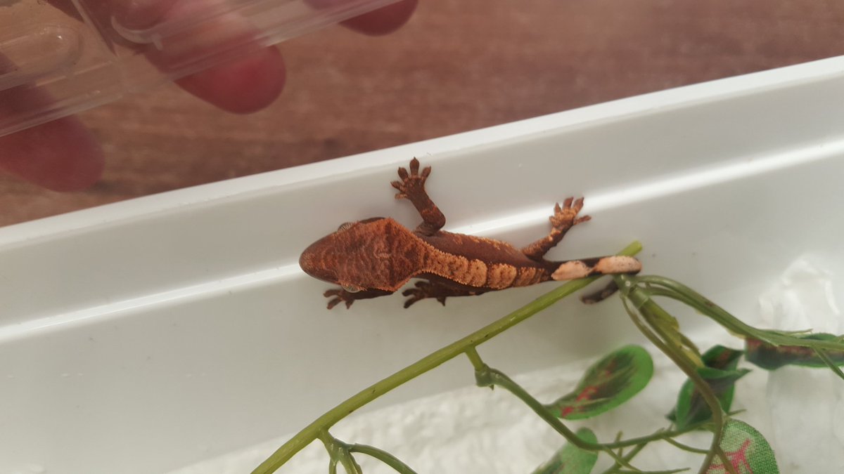 MarcusCactus2's tweet photo. Wee crestie coming to me soon... https://t.co/AUZPBcMsTB