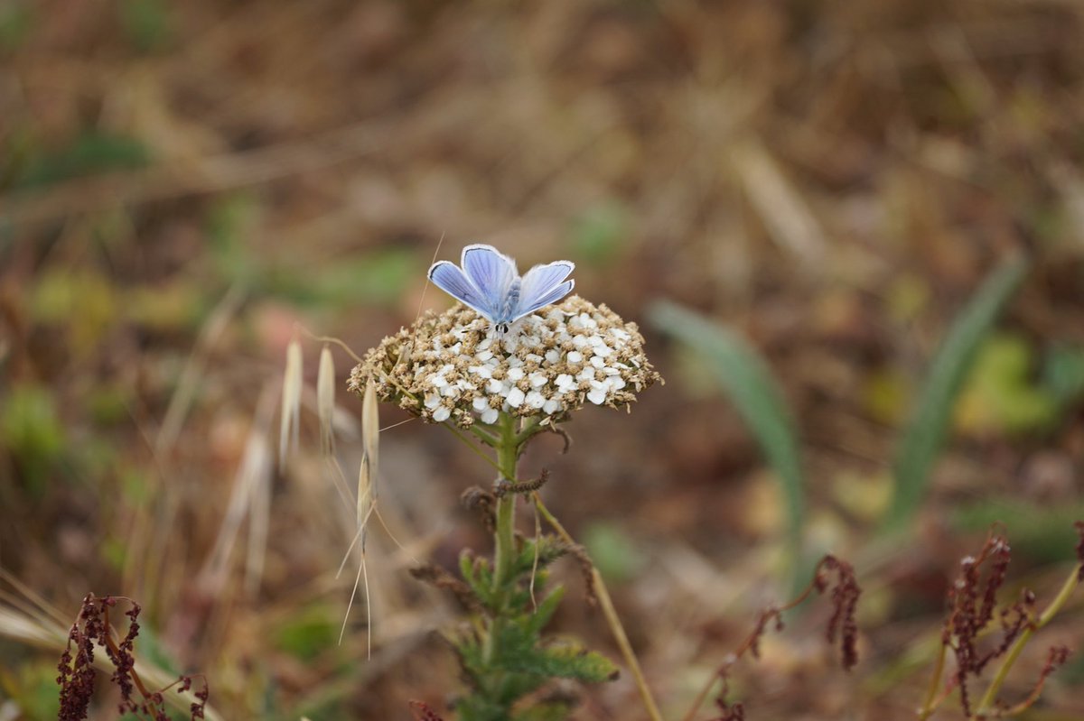 Got the Monday blues? Get your synapses firing by helping us to ID this little blue beauty seen just above Fort Ross cove. 

#VisitFortRoss #VisitCalifornia #WestCounty #SonomaCounty #MondayBlues #butterfly #iNat #ID #nature #fortrosscalifornia #naturephotography #CaStateParks