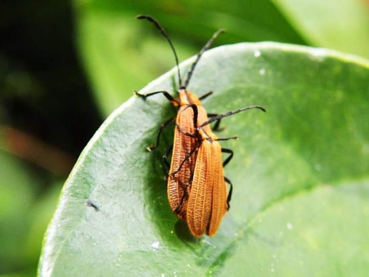 DrBananaGarcia's tweet photo. Hello everyone
It is #mondayinsect again! To keep our Monday tradition:
what is this?
A. Beetle
B. Moth
C. Other
Wishing you a wonderful week!
If you have insect pictures... Please share
#mondayinsects #entomology #insects #insectlovers #acrididae https://t.co/YRNO3XKSIR