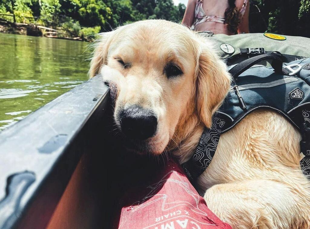 dogsofbham's tweet photo. floating into monday like… 🛶 #imhere
.
📷 @boone2thewild
#dogsofbham
#instagrambham https://t.co/XLapmcf1ba https://t.co/oMYPH0FOyM