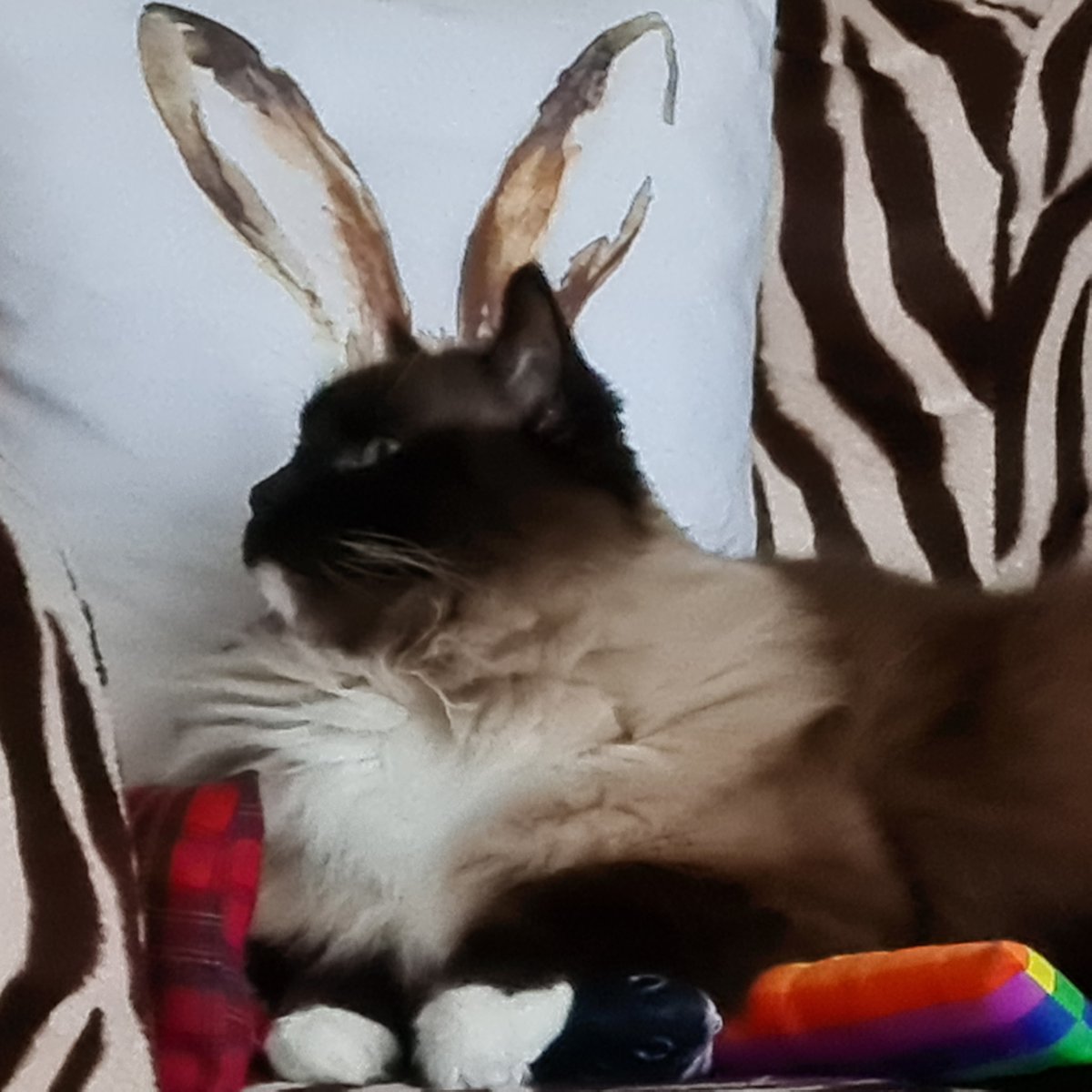 RascalFrank's tweet image. Trying a new look!