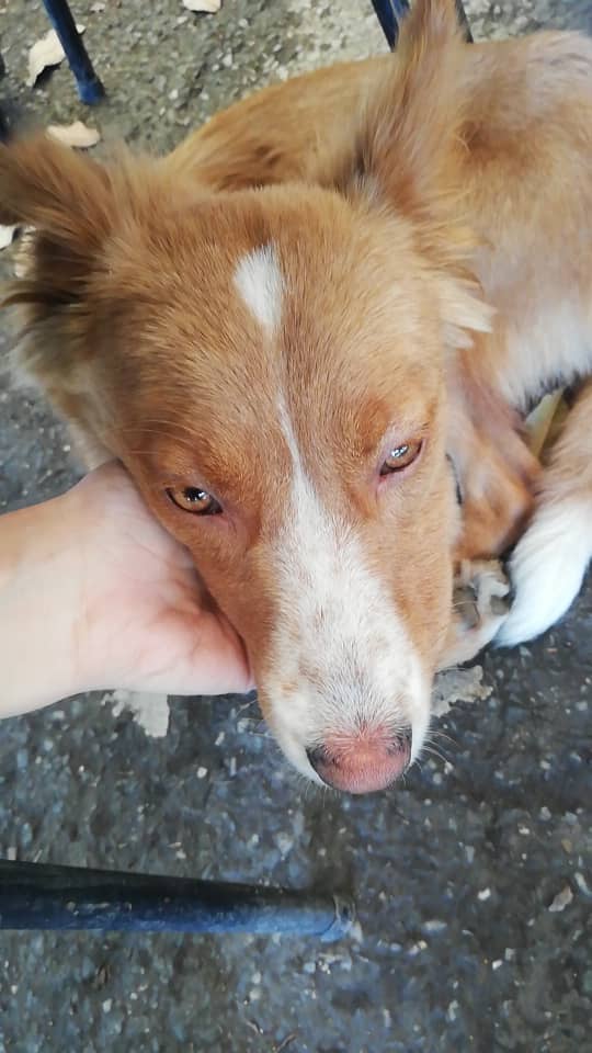 GuilleAuge's tweet photo. TUITER HAZ TU MAGIA POR FAVOR RT.

Queremos conseguirle hogar a esta pequeña que nos acompañó hoy en la cola para la vacunación. Es cariñosa, sociable y bastante obediente. 

Sólo podemos tenerla un par de días. :( https://t.co/J3itGh1ObE