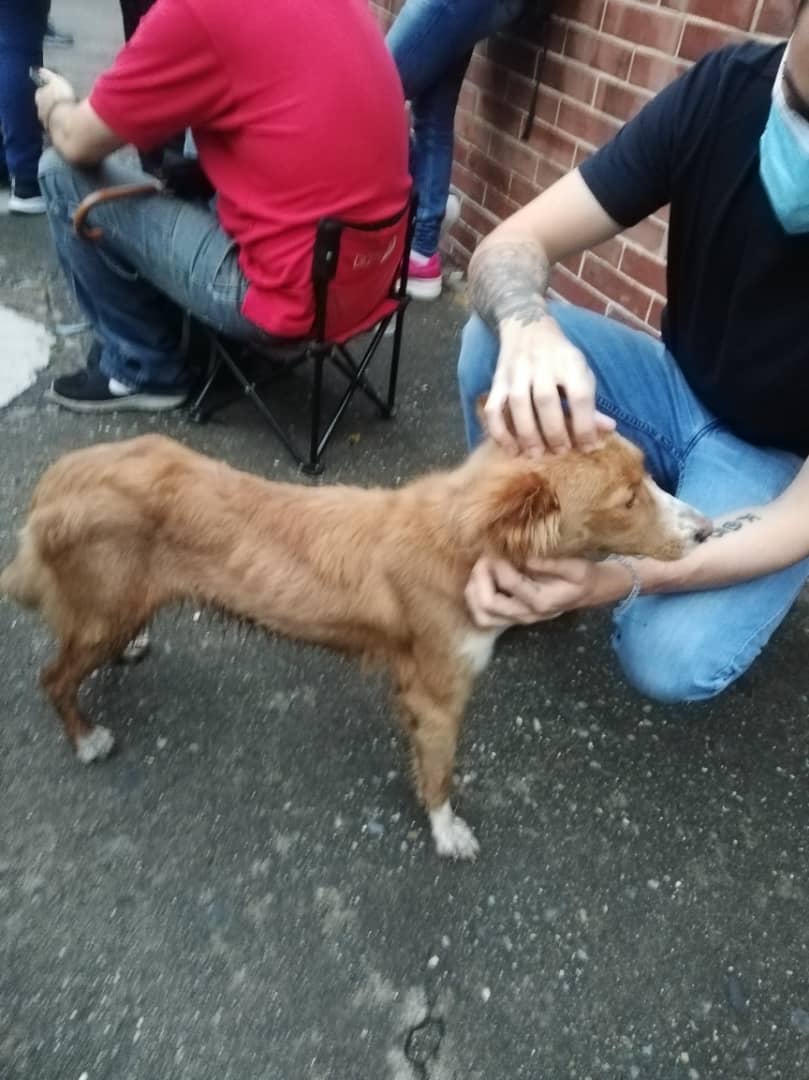 GuilleAuge's tweet photo. TUITER HAZ TU MAGIA POR FAVOR RT.

Queremos conseguirle hogar a esta pequeña que nos acompañó hoy en la cola para la vacunación. Es cariñosa, sociable y bastante obediente. 

Sólo podemos tenerla un par de días. :( https://t.co/J3itGh1ObE