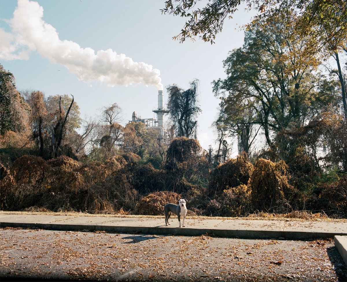 MfaReviews's tweet photo. Deadline is fast approaching: Homecoming 2021, Featuring Kelsey Sucena - https://t.co/qOGr97kLS8
@FujifilmX_US @realphotoshow @BooksmartStudio #floatphotoMagazine #jkcgallery #mfaphotographyreviews #portfoliofeature #fujifilmgfx #studentopportunity #photographygraduate https://t.co/Iw3HKwZSEl
