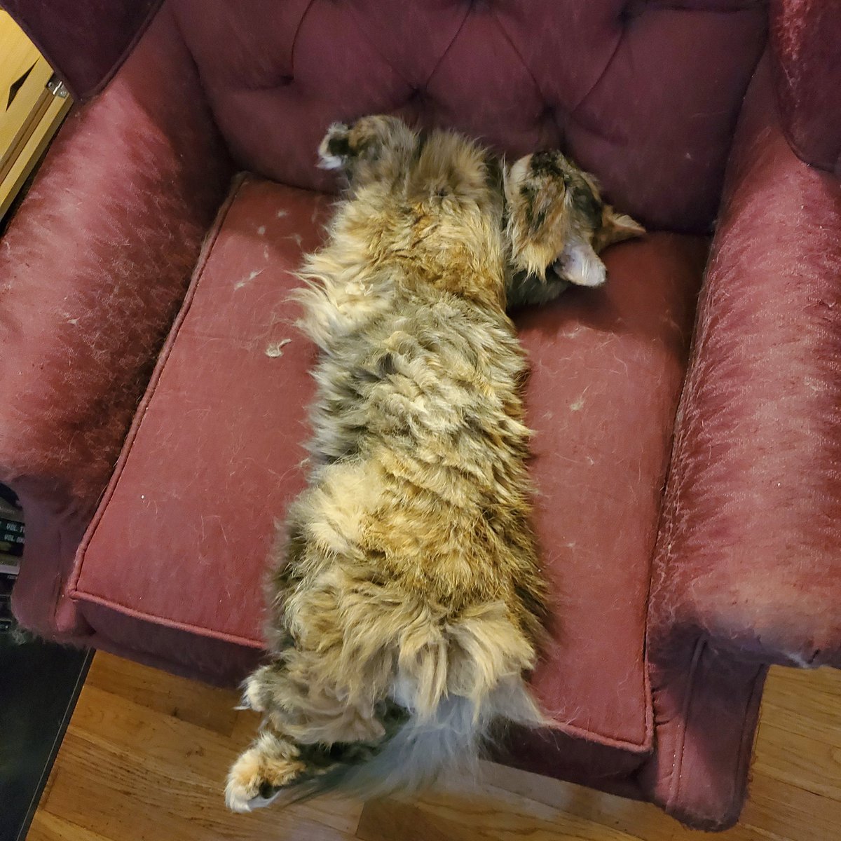 jmdesantis's tweet photo. I can't with this cat sometimes... ๐คฃ
#cat #Cyrilla #CyrillatheCat #strangeposition #CatsOfTwitter https://t.co/SLhO7DysXw