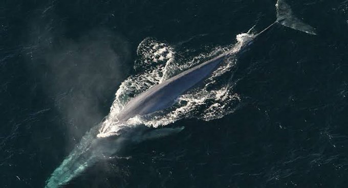 シロナガスクジラのtwitterイラスト検索結果 シロナガスクジラのtwitterイラスト検索結果