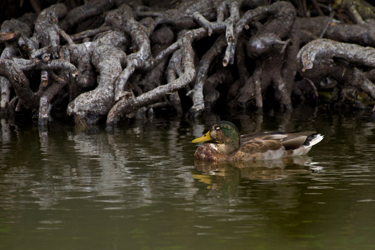 CWThomasPhotog1's tweet photo. A sleeping duck. https://t.co/uEbripSxcf