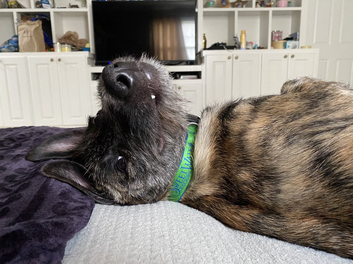 lyndaaa_7's tweet photo. He does this when I give him belly rubs lol lil teefs https://t.co/He1xhVyJrj