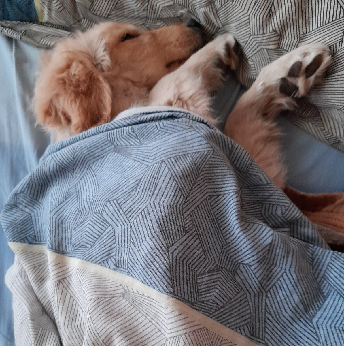 Jegarcia tweet media