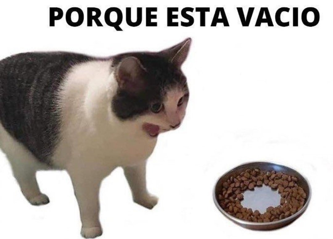 absolutamente todos los gatos de este planeta