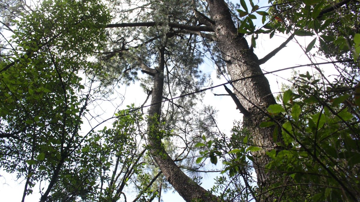 Suecia fue el primer país en celebrar el Día del Árbol en 1840
#DíaMundialdelÁrbol #salvemosnuestracuenca #procuenca