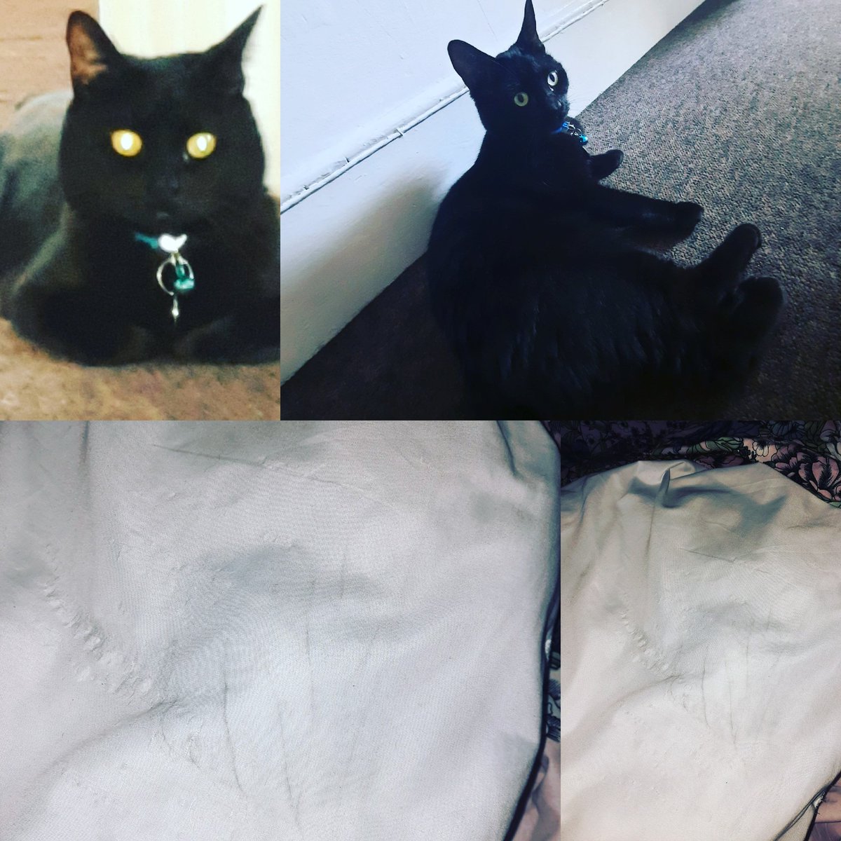 Jjaytea's tweet photo. This is why we can't have nice things.
Yours Sincerely,
A Cat
(Specifically this Cat ๐โโฌ)
#blackcat #cat #catlife #catscratches #home #duvet #ruinedduvet #thanks #butterwouldntmelt #naughty #innocent #catdamage #cats #kitty #canthavenicethings #why #Storm #Mycat https://t.co/7pVczQT9Ai