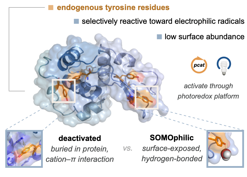 The @MacMillan_Lab published today in 'Nature Chemistry' on the photoredox-catalyzed site-selective functionalization of tyrosine residues, in collab with the Scholes Lab and @BMSNews. Congrats Beryl, Daniel, Steven, Daniel, Greg, Dave, and all: go.nature.com/3hctckV