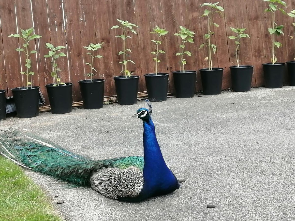 bridsunflower's tweet photo. Peacock protection! https://t.co/ZMpdTSwjit