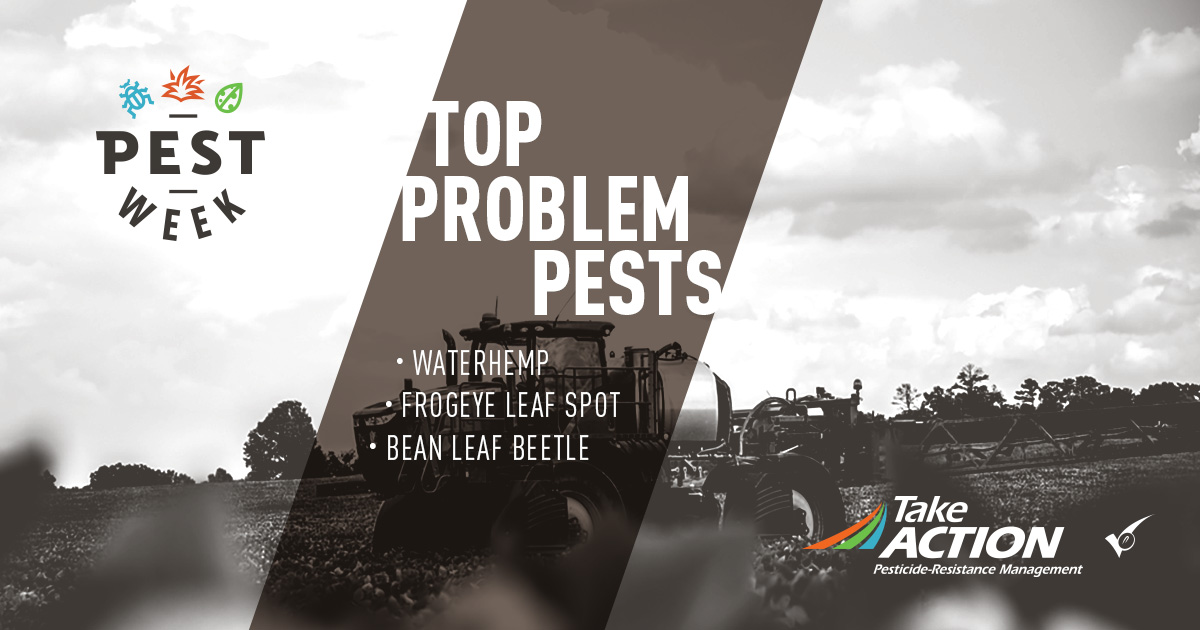 TakeActionWeeds's tweet photo. Bean leaf beetles, waterhemp and frog eye leaf spot are not welcome tenants in your fields. Use these resources to help kick them out. #PESTweek
https://t.co/jYINcNFClR
https://t.co/bmjB8xtglU
https://t.co/boN7Y8UaQb https://t.co/862zGMlnAm