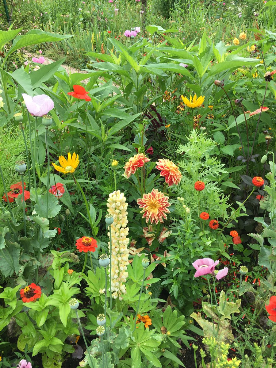 prune91833912's tweet photo. Balade fleurie dans  les jardins de Giverny - maison du peintre Claude Monet
#giverny #claudemonet #impressionism #peinture #impressionnisme #Normandie #France https://t.co/loZqPdwT2M