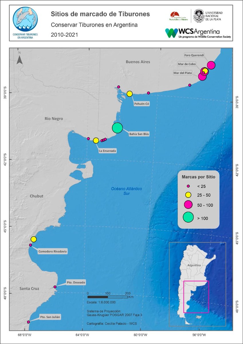 Sentilapesca's tweet photo. La #pesca y devolución garantiza el futuro de nuestros #tiburones hoy amenazados gracias al cambio en el accionar de los aficionados pescando sin sacrificar al animal, el cual podrá continuar en el #mar reproduciéndose.
Seguir en #SentiLaPesca https://t.co/4vSI5W0HFf https://t.co/PXuluCPLNd