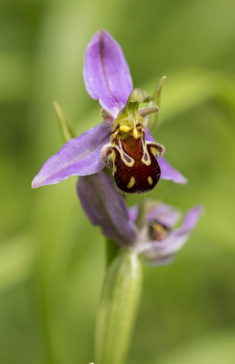 Close up of a bee orchid in flower, the petals resembling a bumblebee.