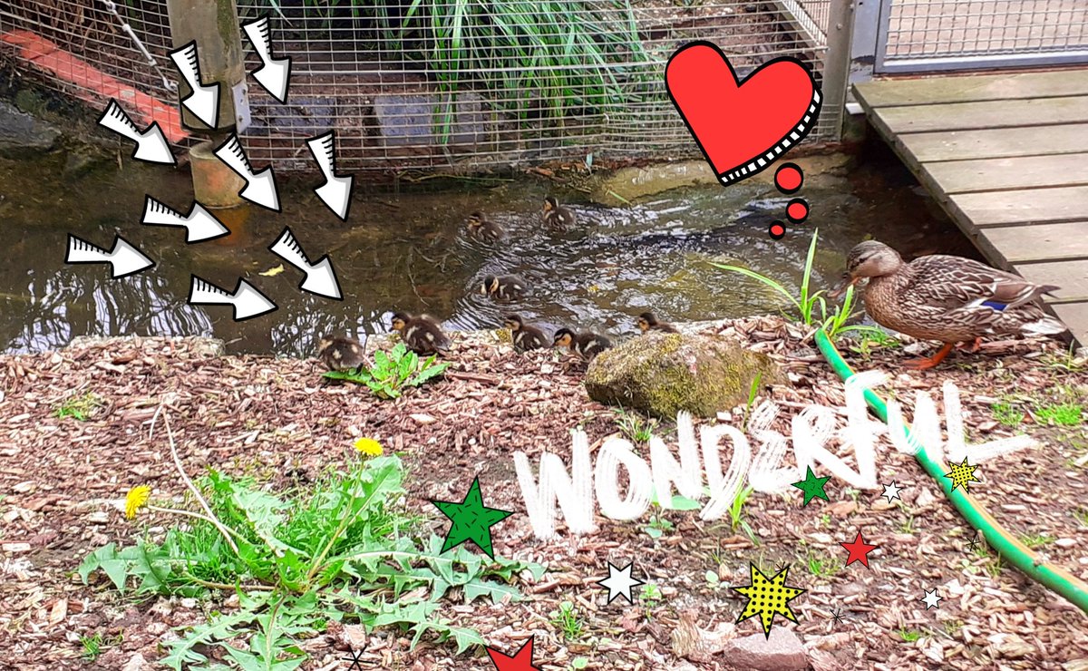 JenCreativJen's tweet image. 🐥🐥🐥❤