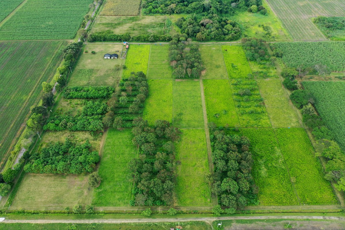 MAOZOTELO's tweet photo. Thanks to our partners of the #CoForLife project: #UofGlasgow, @BBSRC, @ibers_aber,
@cgiarclimate_LA, @Livestock_CGIAR, #CIPAV, #AngusAzul, #UdeA, @GansoColombia, and our field workers to keep the good job! https://t.co/hEXSADM0lj