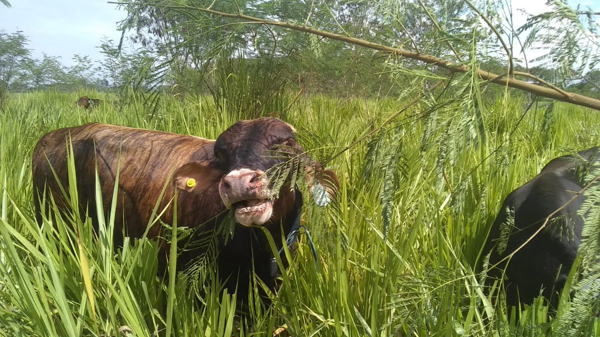MAOZOTELO's tweet photo. Thanks to our partners of the #CoForLife project: #UofGlasgow, @BBSRC, @ibers_aber,
@cgiarclimate_LA, @Livestock_CGIAR, #CIPAV, #AngusAzul, #UdeA, @GansoColombia, and our field workers to keep the good job! https://t.co/hEXSADM0lj