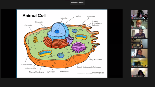 utswstars's tweet photo. Today the 2021 Middle School camp students explored virtual microscopes, inference vs. observation, and performed a timed lab over muscle fatigue! https://t.co/pm3Ooua63T