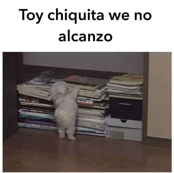perritos_qctd's tweet photo. https://t.co/wD55aCEhIq