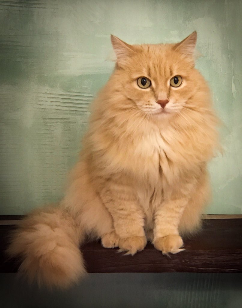 AMBRFOTO's tweet photo. @AughneyNiamh I really want to join your movement.  🙏😻I wrote DM. https://t.co/Sg0OPNKB9Z