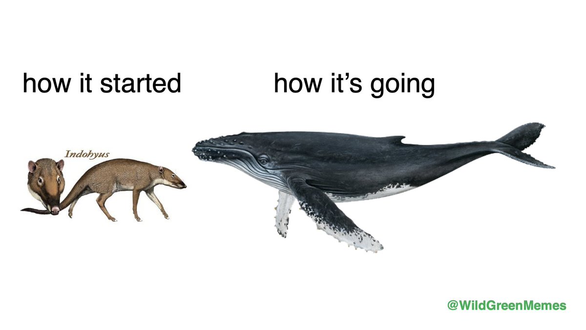 Wild Green Memes for Ecological Fiends tweet media