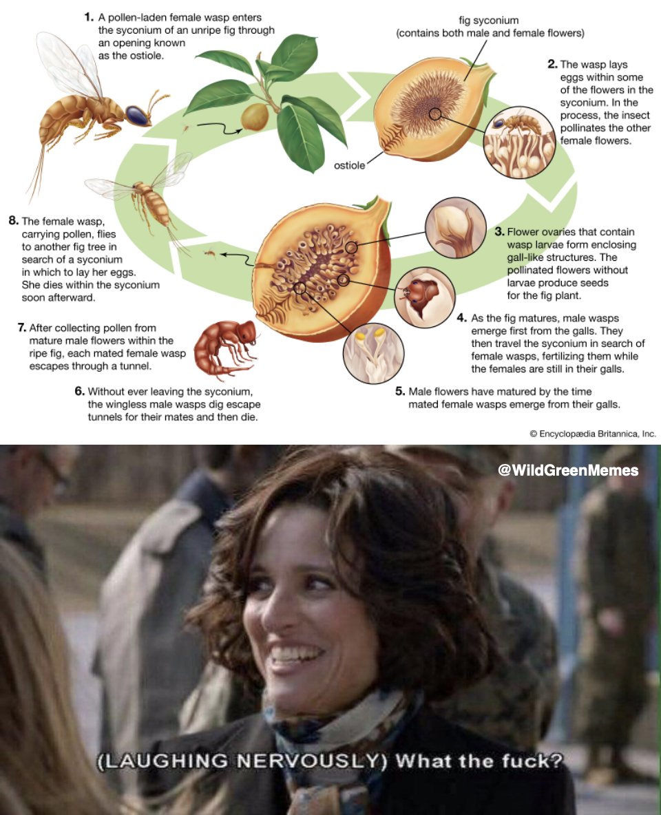 Wild Green Memes for Ecological Fiends tweet media