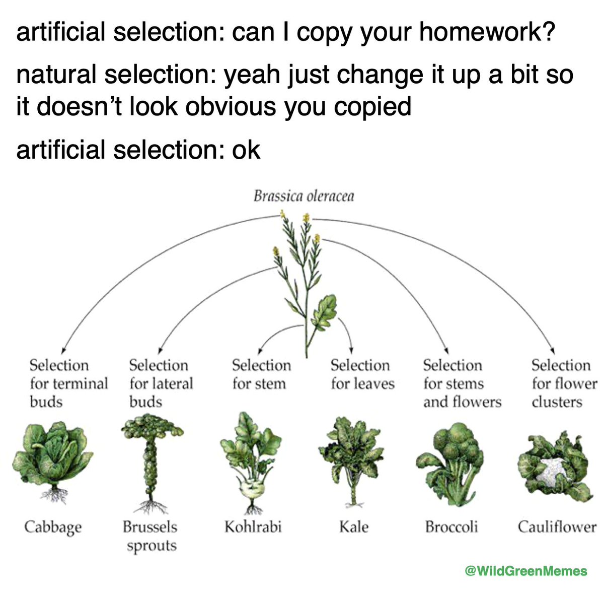 Wild Green Memes for Ecological Fiends tweet media