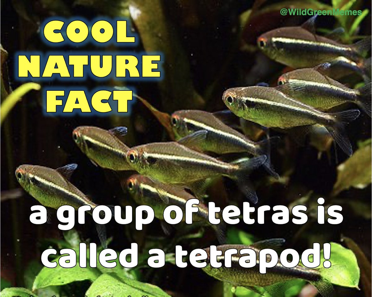 Wild Green Memes for Ecological Fiends tweet media