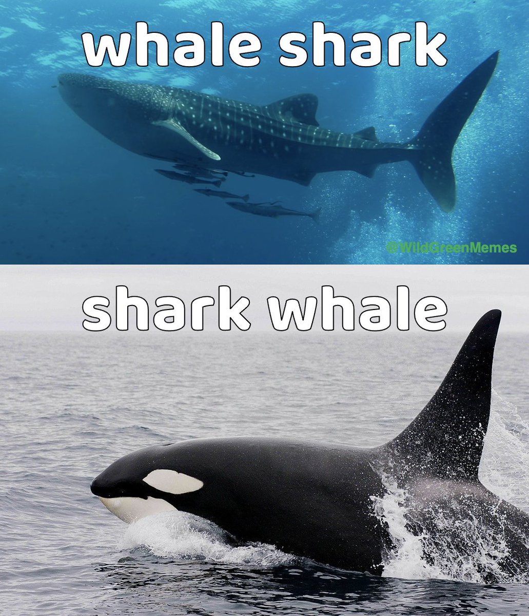 Wild Green Memes for Ecological Fiends tweet media