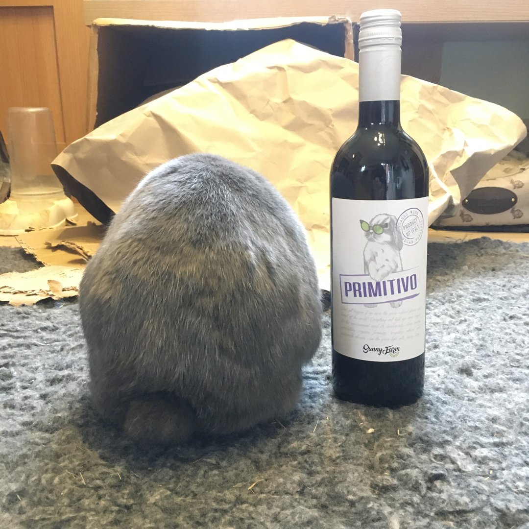 RabbitRetailUK's tweet photo. Is it the weekend yet?
.
.
.
.
.
#Bunny #Rabbit #OneHopShop #RabbitRetail #BunnyBusinesses #Wine #Primativo #VeganWine #BunnyTheme #RabbitThemedGifts https://t.co/Hehzxb8XLr