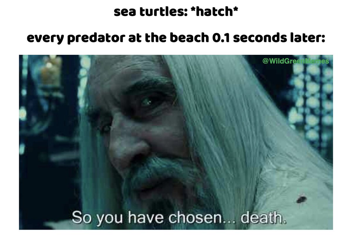 Wild Green Memes for Ecological Fiends tweet media