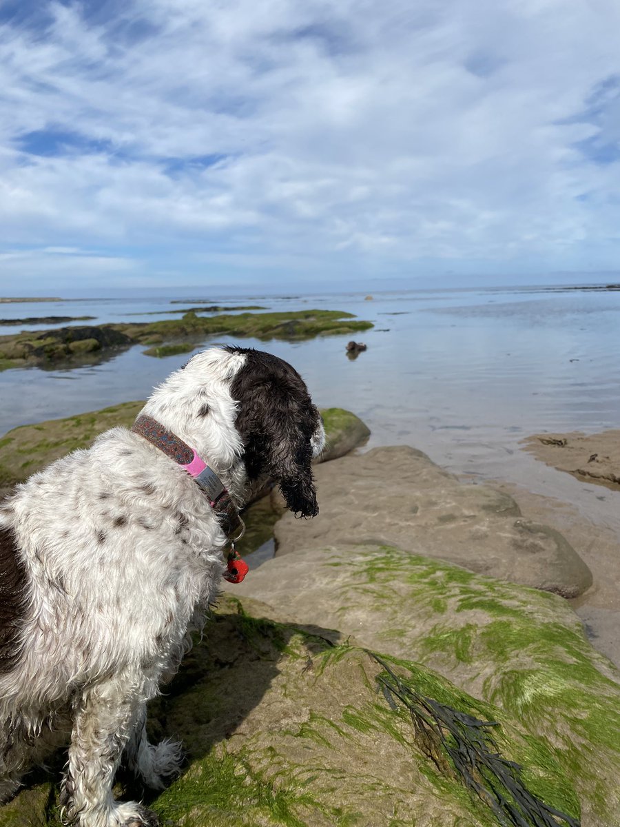 SpanielsSuper's tweet photo. @Spaniels_Rule I’m very brave, it was ever so deep & the current was very strong & the waves were crashing around me…. It was so dangerous & scary! I nearly drowned 😱 Stop laughing Snoopy I’m not exaggerating… not at all …. It was not like a millpond #Rude #IgnoreHim #HowVeryDareHe #BraveMo https://t.co/TLdgK9LzzP