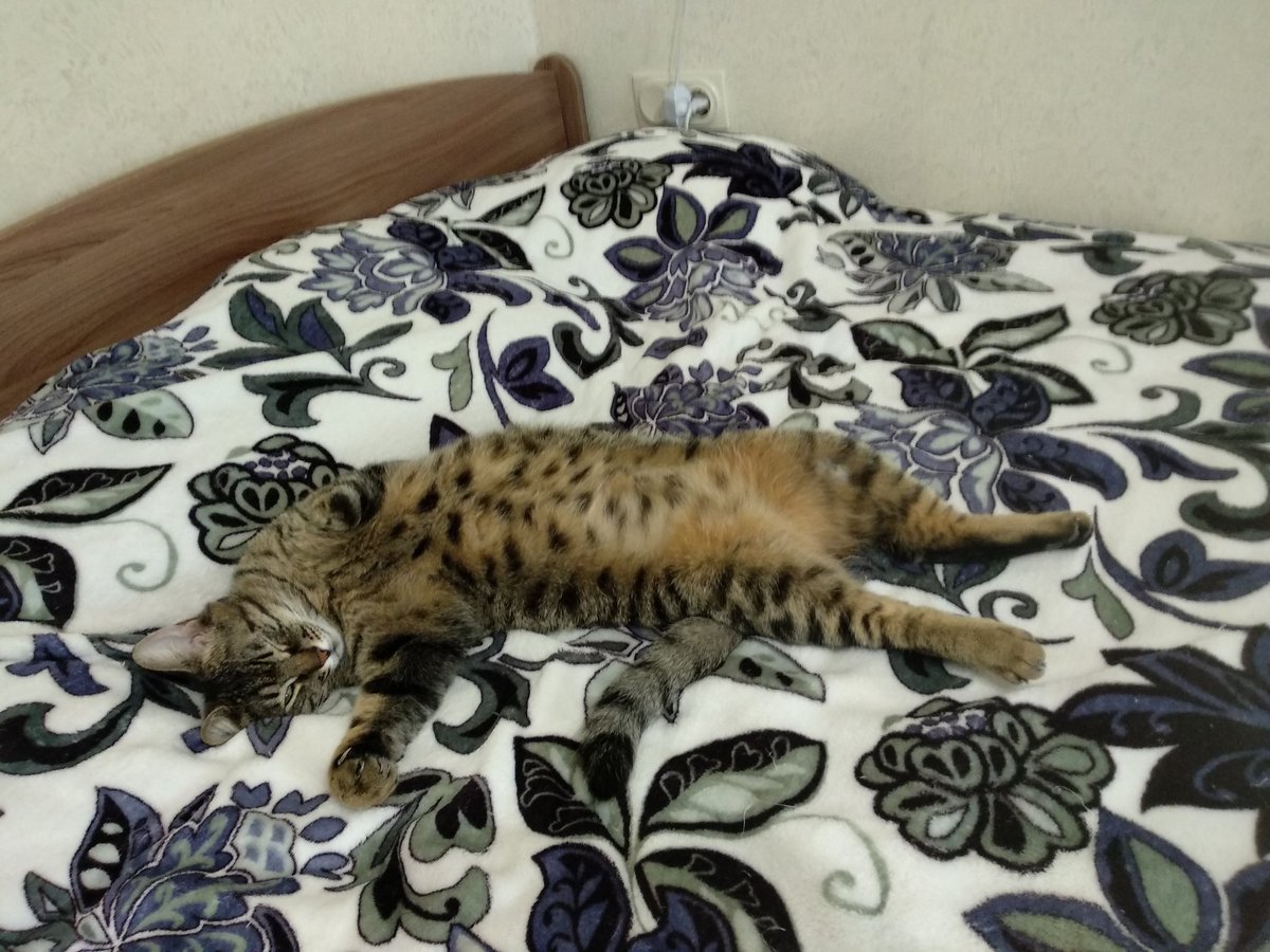 selamoreurself's tweet photo. Ищу доброго человека, который летит из Москвы в Торонто и согласится повезти в салоне кота Кокосика. Я сама переезжаю в августе со второй кошкой, оформить на себя могу только одну. ЗА ВОЗНАГРАЖДЕНИЕ!
(Читать мне правила а/к не надо, читала, и п��едлагать сдать в багаж тоже) https://t.co/zajA7C325A