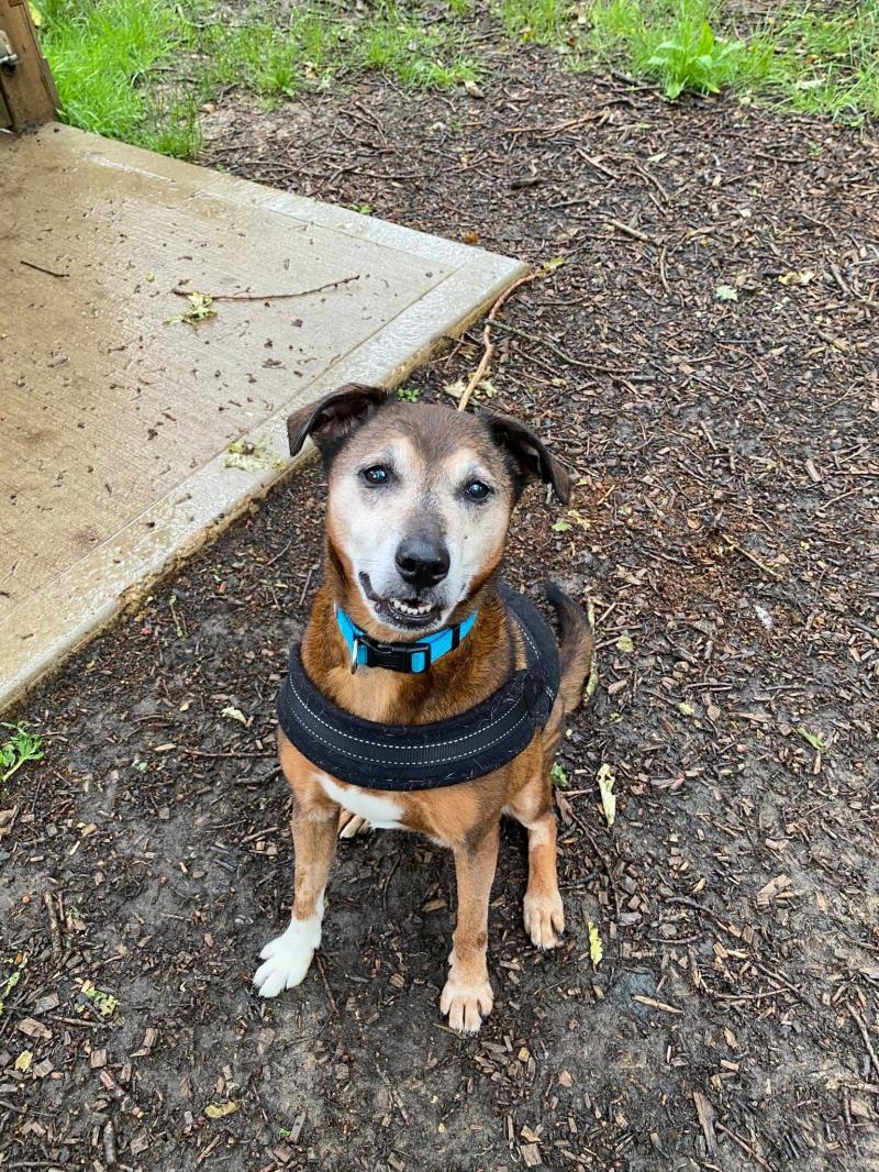 AdoptionsUk's tweet photo. Please retweet to help Ella find a home #Canterbury #UK 

Clever Staffy Cross aged 11 can be left 1-2 hours, looking for an adult home and best as only pet, please see details or share as she shouldn't be in a shelter 💔
APPLY👇
https://t.co/ER4DuHWnRn
#dogs #dogsoftwitter #pets https://t.co/WQWXHWmnWN
