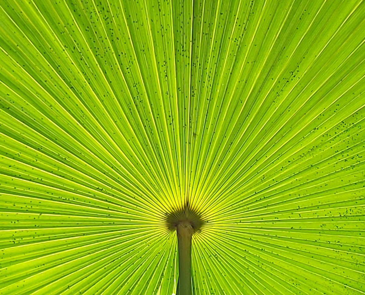 EtwTerp's tweet photo. "Rayonnant"
Parc Phoenix, Nice, juin 2021
#rayons #palmierdefloride #palmier #regarddegeometre #mathartist #mathpic #mathlover #photomaths
➡️ https://t.co/IDVvANvKIU
Rendez-moi visite sur Instagram:
➡️ https://t.co/1OVKVNPI8n https://t.co/Uhiwg1vJWy