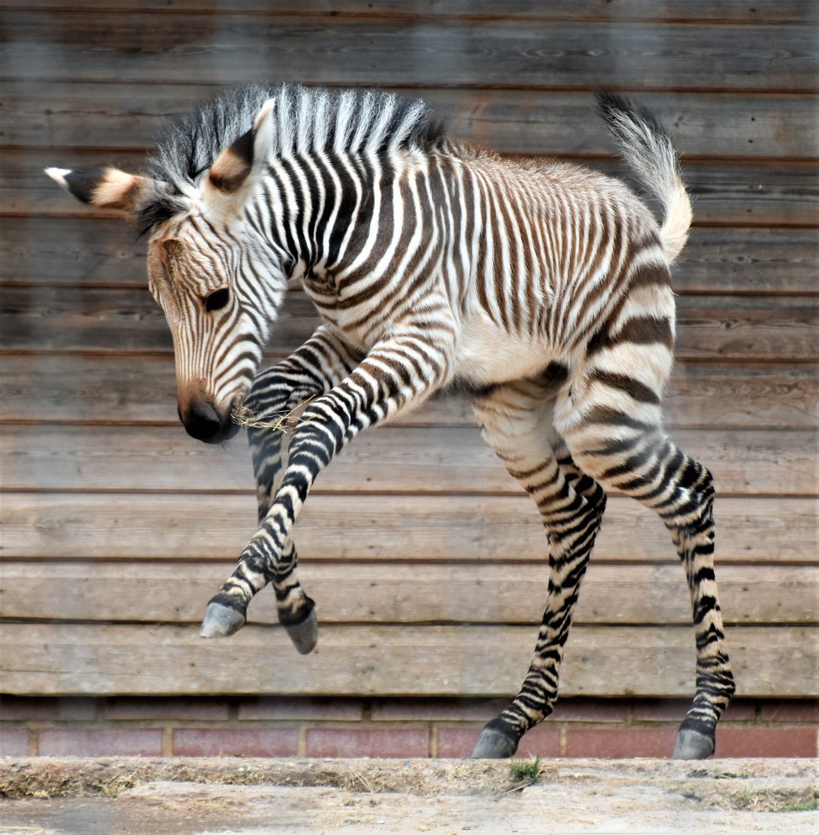 diamondaggers's tweet photo. Hartmann's Zebra foal @PaigntonZoo #zebra #newborns https://t.co/EESVNPl35F