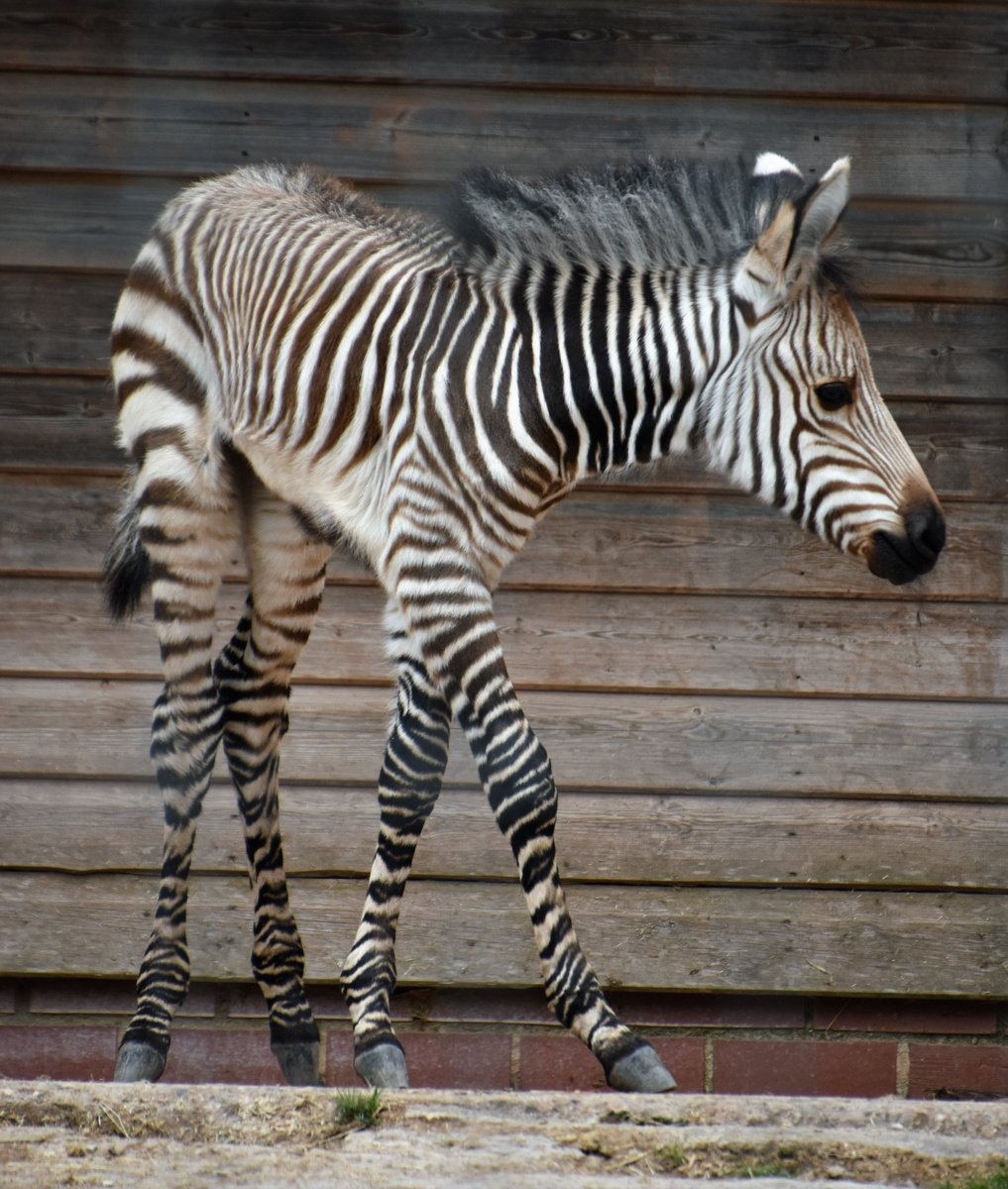 diamondaggers's tweet photo. Hartmann's Zebra foal @PaigntonZoo #zebra #newborns https://t.co/EESVNPl35F