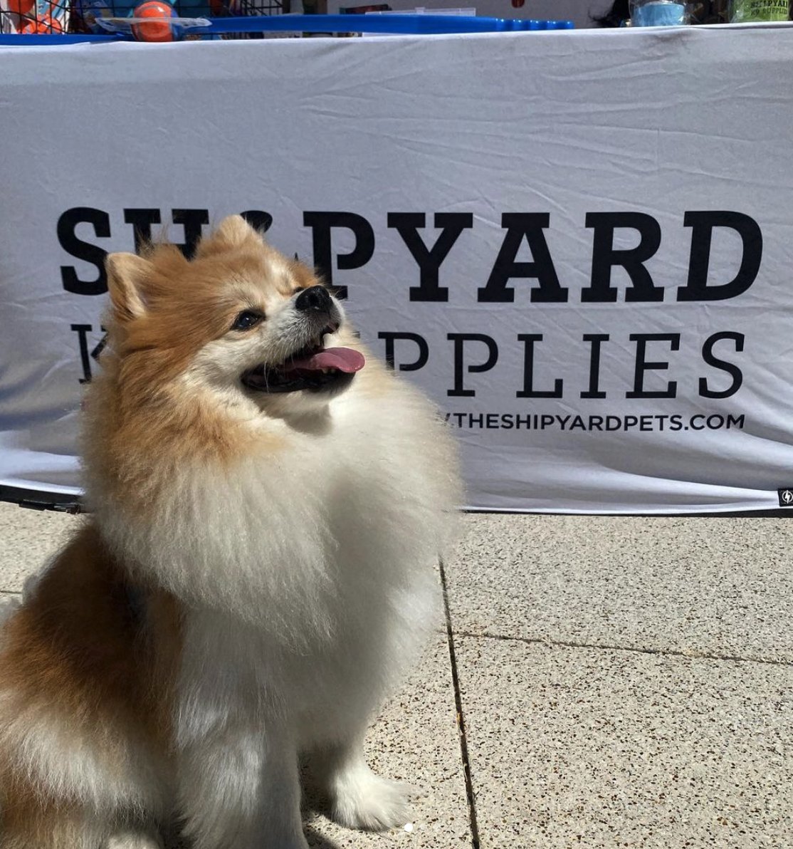 Our friends at Shipyard K9 need our help, #SundayStreets Family! They’re recovering from a senseless shooting incident that has left their storefront &amp; spirits damaged … 
Donate info: gofund.me/a97fb891
IG: instagram.com/shipyardk9/

We’re sending our love to your family!🧡🐾