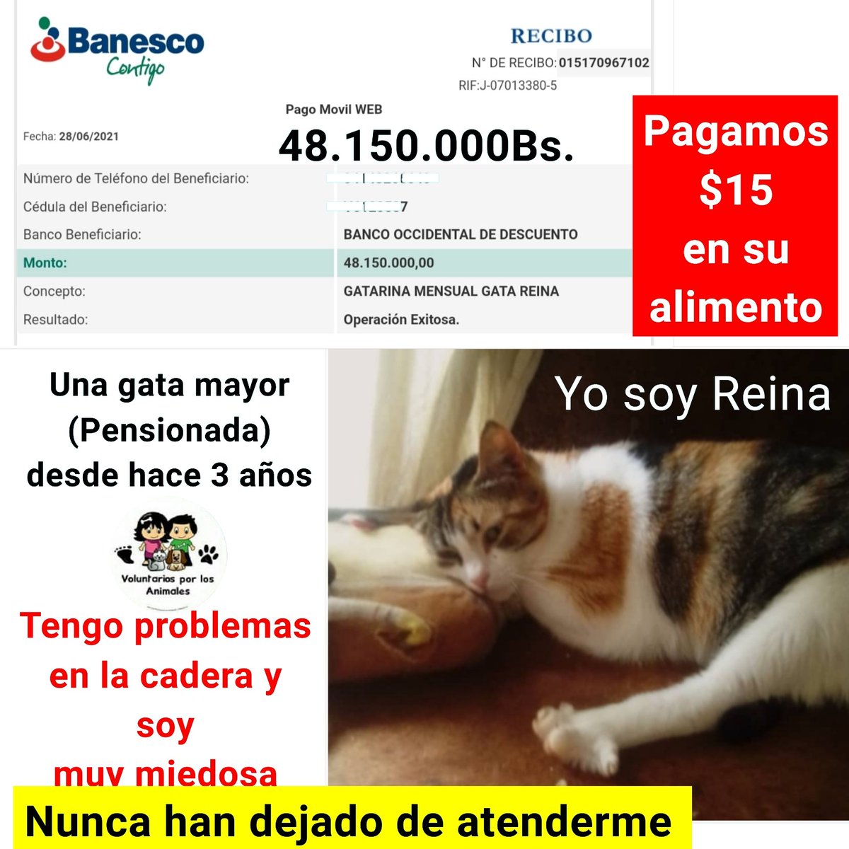 asoc_vpla's tweet photo. Mensualmente pagamos el alimento para esta gatica especial. Reina Nunca fue adoptada. Ella quedó con un vaivén al caminar después de ser atropellada en la calle 💔 Es una gatica muy tímida y tiene ➕ de 3 años pensionada. PAGAMOS (48.150.000Bs.) $15 https://t.co/Cec78bghrZ