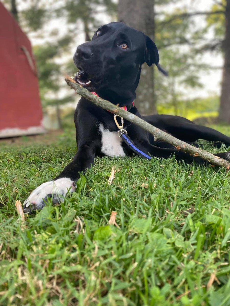 That face you make when you realize it’s Monday 😳

#jacksinc #jmipetsupply #jacksmfg #pethumor #petindustry #petproducts