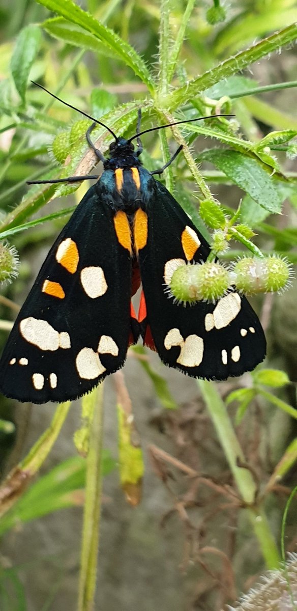 progintheuk's tweet image. Bumped into this little guy today.